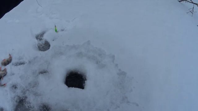 Ловля огромных окуней-горбачей на балансир!!!Ловля щуки на жерлицы! Первый лед 2020-2021! Рвут леск смотреть онлайн