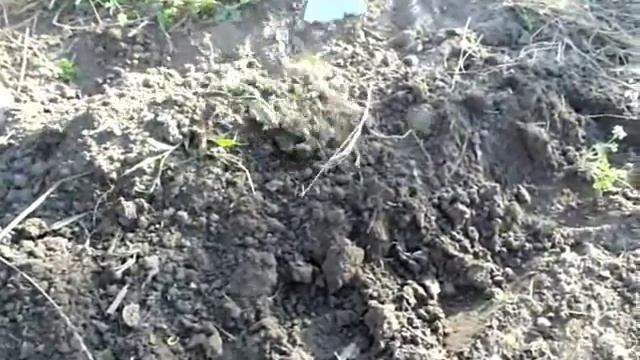 Семена ИРИСОВ посадка и уход. смотреть онлайн