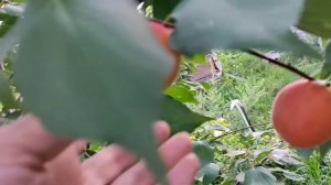 Абрикос сорт "Саратовской рубин"