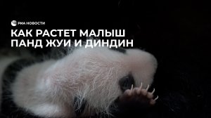 Как растет малыш панд Жуи и Диндин