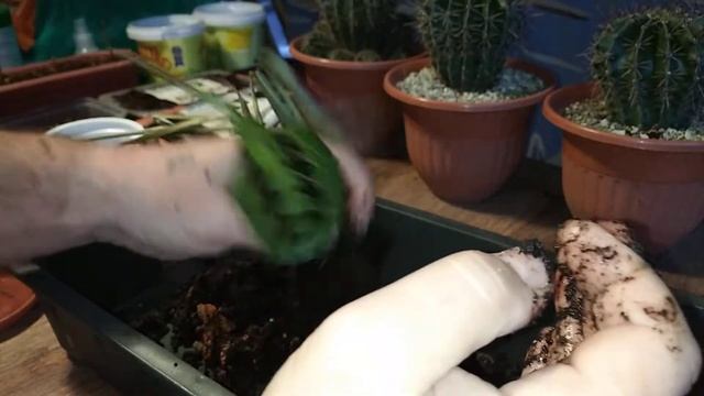 спасаем маранту триколор #маранта #личуза смотреть онлайн