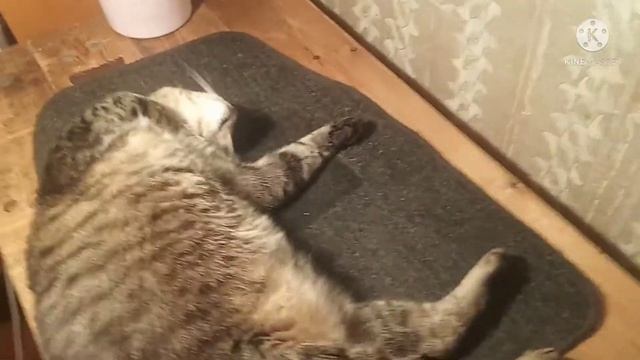 не камышовый котушка?релаксирует под любимой лампой? смотреть онлайн