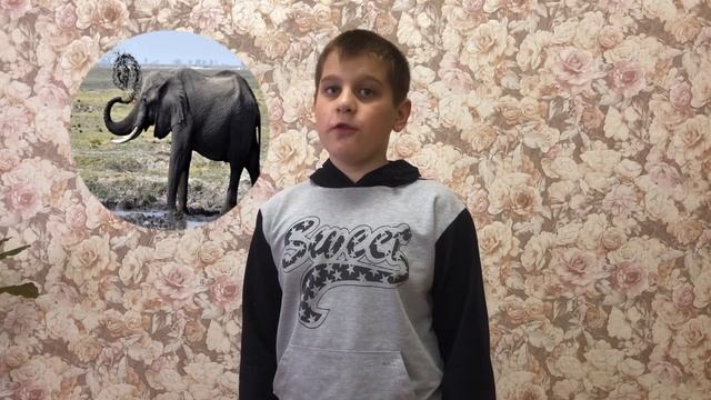 Зачем слону хобот? смотреть онлайн