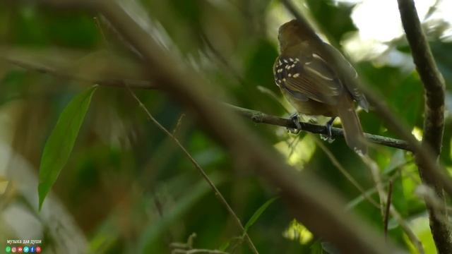 "ДОРОГА В НЕБЕСА" Три месяца я слушала только эту музыку...Очень Красивая, Нежная Музыка Для Души смотреть онлайн