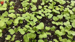 Как вырастить редис   Посадка редиски Секреты и Способы