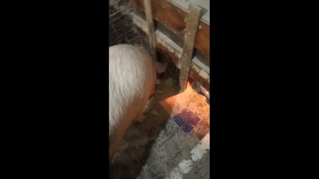 Свинья заболела, какая должна быть температура у свиней, депрессия у свиноматок. смотреть онлайн