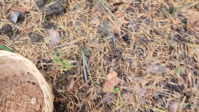 ВКУСНЕЙШИЙ СУП ИЗ БЕЛЫХ ГРИБОВ И ЛИСИЧЕК НА СКОРУЮ РУКУ!!! ГРИБНАЯ РАЗВЕДКА 16 СЕНТЯБРЯ 2022! смотреть онлайн