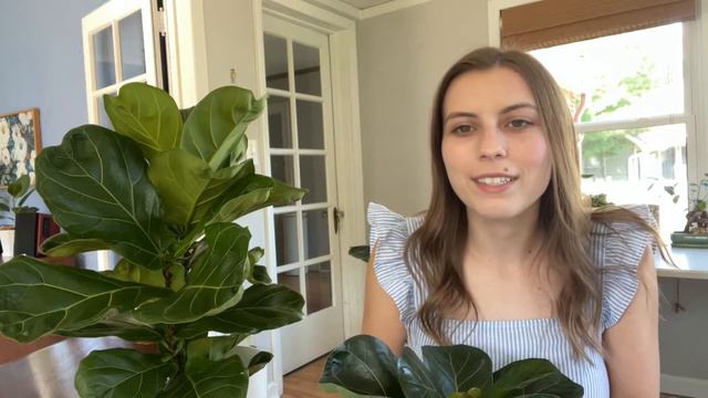 How to Tell the Difference Between a Regular Fiddle Leaf Fig and a Bambino смотреть онлайн
