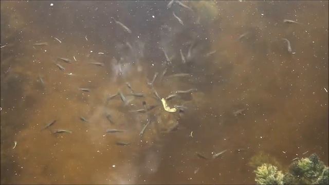 Gambusia holbrooki "Jardin Canario" смотреть онлайн