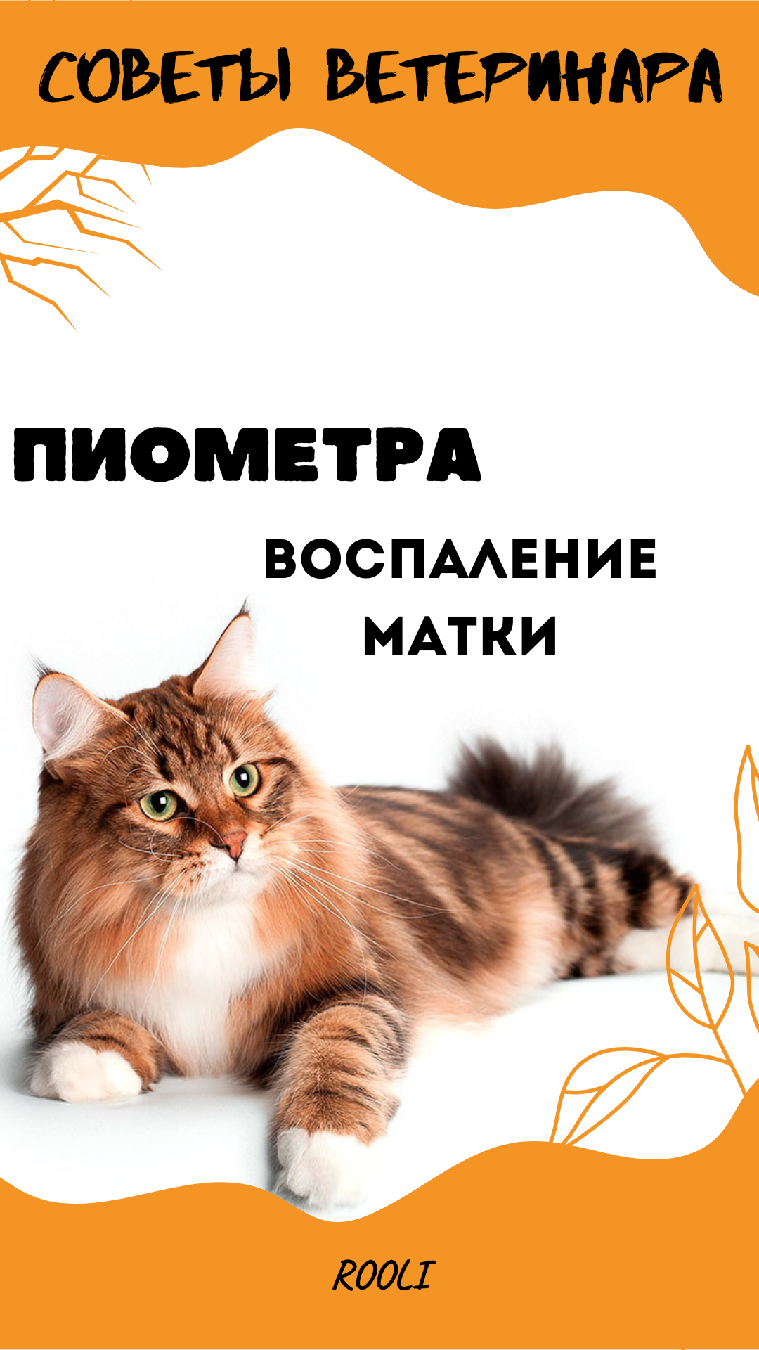 Пиометра. Воспаление матки у кошек. смотреть онлайн