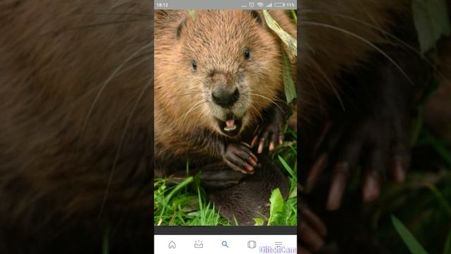 Весёлая жизнь Бобров смотреть онлайн