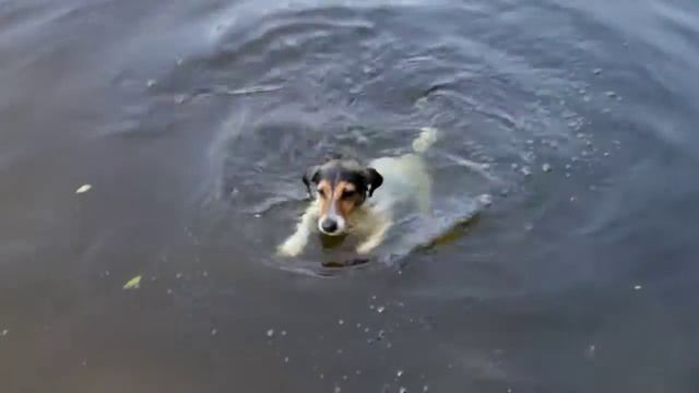 Зверье мое #1 Собака дорвалась до воды:) смотреть онлайн