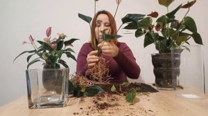 Антуриум со СТВОЛОВОЙ гнилью. Попытка спасти.