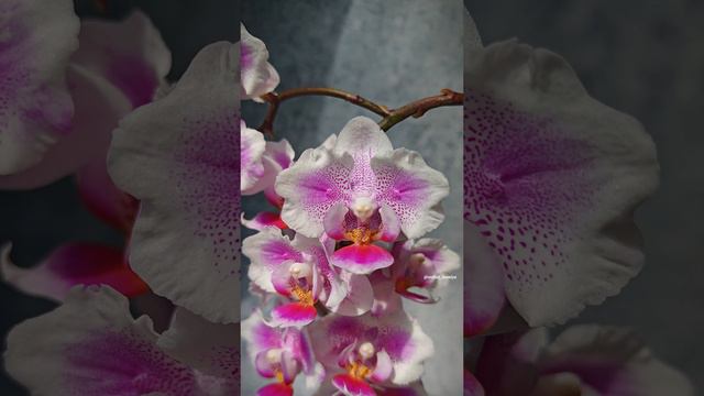 Phal. Pink Dream butterfly🌸 Домашнее цветение нежной мультифлорной орхидеи бабочки Пинк Дрим смотреть онлайн