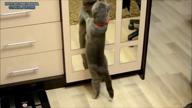 ЮМОР и прикол Танцуют все ПРИКОЛЫ 2014! HD смотреть онлайн