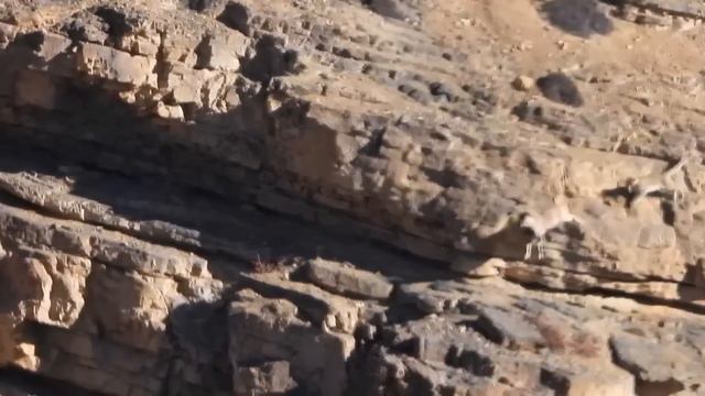 SNOW LEOPARD — the ghostly killer of yaks and ibexes! Snow leopard vs wolf and mountain goat! смотреть онлайн