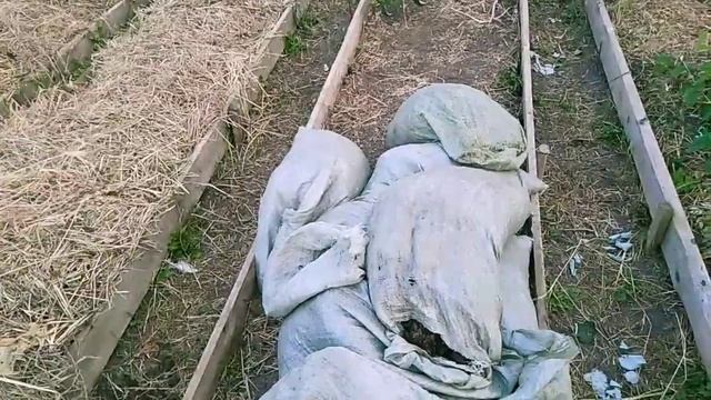 Почему я не применяю навоз крс под клубнику // Новая видео школа // Ягодная Империя Анастасии смотреть онлайн