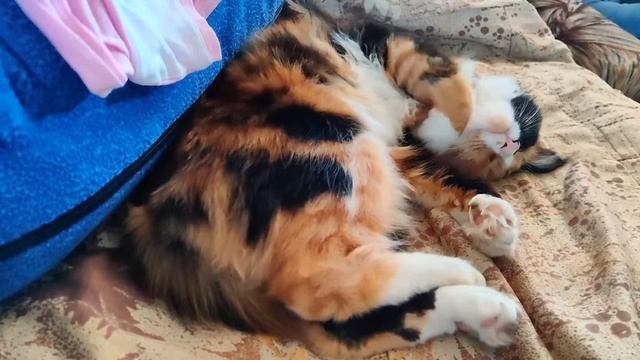 Котенку что-то снится.