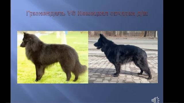 грюнендаль и немецкая овчарка - сравнение смотреть онлайн