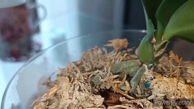 #ОРХИДЕЯ Zambia-африканская красавица!?✌️Субботние поболтушки под звук дождя?️? смотреть онлайн