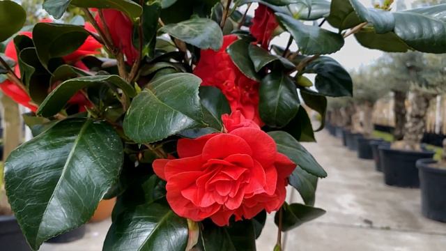Camelia 'Lady Campbell' In Bloei!