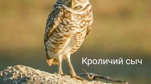 Виды сов(часть 1) смотреть онлайн