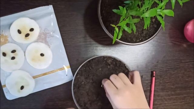 Выращиваю арбуз в домашних условиях Что из этого получится Эксперемент. смотреть онлайн