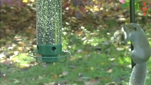 Такое Увидишь не Каждый День! Смешные моменты с белками снятые на видео - Белки в Деле за "5 минут" смотреть онлайн