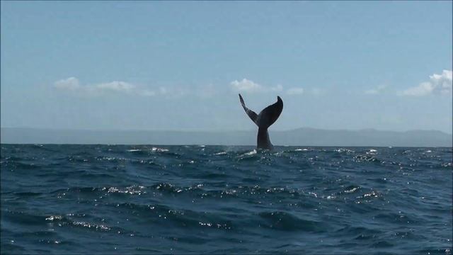 Доминикана: горбатые киты. смотреть онлайн