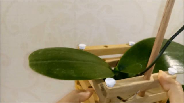 PHALAENOPSIS RELAX X GRAPE смотреть онлайн