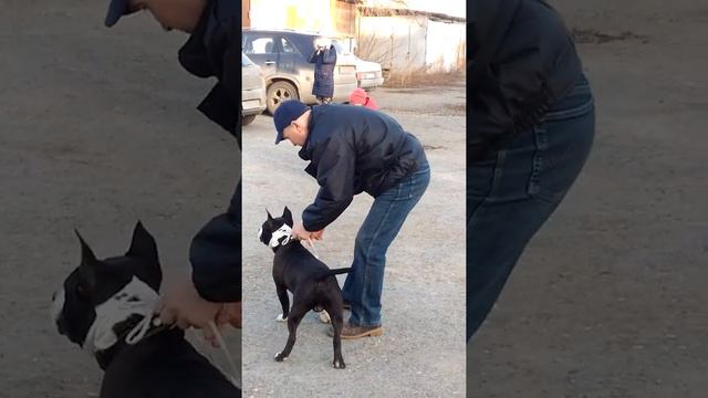 Аляскинский маламут Балто готовится к выставке