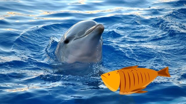Dolphins For Kids