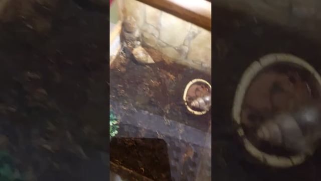Много пауков...и другое. смотреть онлайн