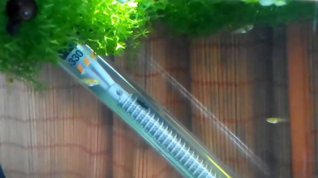 Малек желтой моллинезии 7 дней отроду смотреть онлайн