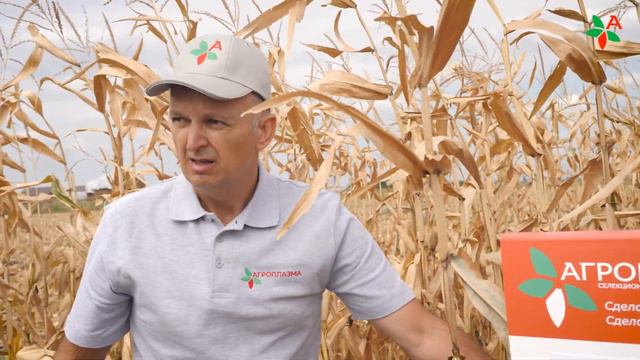СКАП 301 СВ — надежный гибрид кукурузы в среднеспелом сегменте. смотреть онлайн