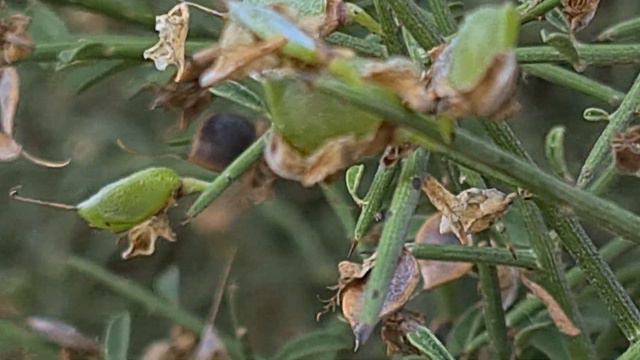 רתמה קוצנית עם פירות جينيستا Genista sphacelata with fruits смотреть онлайн