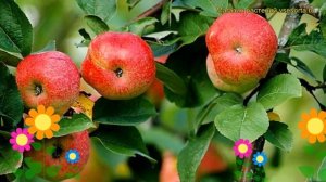 Яблоня домашняя Бельфлер-китайка. Краткий обзор, описание характеристик Belfler-kitaika