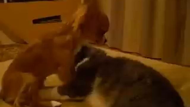 Кошка вылизывается- чи просит ее тоже не забывать ) смотреть онлайн