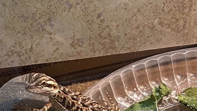 Mushu/Mushara Journey ?? смотреть онлайн