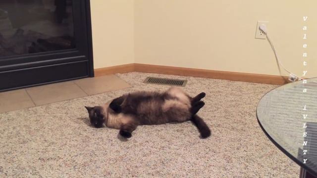 Чим би дитя не тішилось, аби не плакало =^..^= СИАМСКИЕ КОШКИ смотреть онлайн