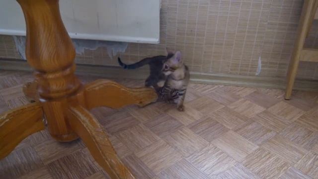 Тойгер котята - комнатные тигрята смотреть онлайн