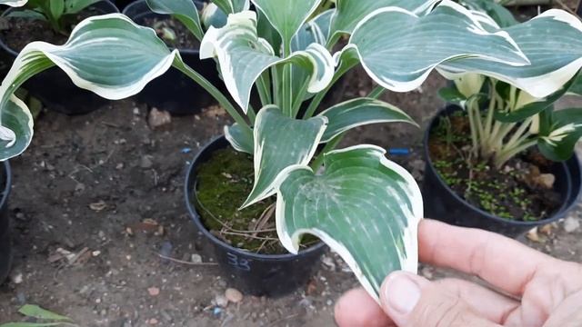 Сорта хост,краткий обзор. Продаю хосты.