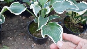 Сорта хост,краткий обзор. Продаю хосты.