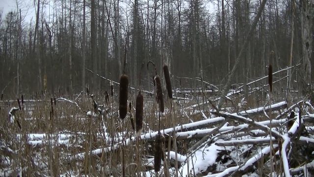 18. 11. 16 Болото зимой. смотреть онлайн
