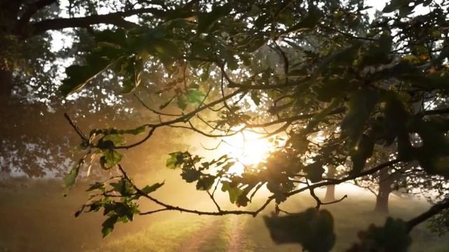 420. 50 МИНУТ В ЛЕСУ | 818 НАНДИ И 808 БАСМАКИ | relax смотреть онлайн