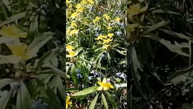 Ветреница лютиковая, подснежники, мкр. Шилово, г. Воронеж, 17.04.2023 года смотреть онлайн