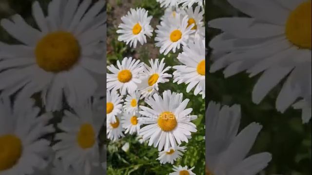 Ромашки очаровашки 😍 смотреть онлайн