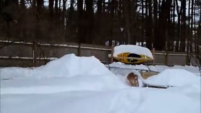 Shiba Snow Play смотреть онлайн