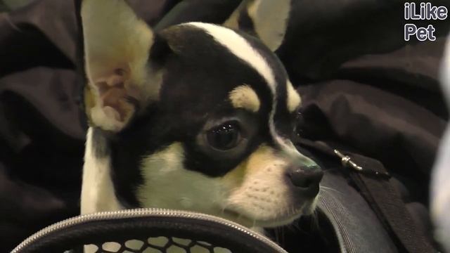 Особенности маленьких пород собак смотреть онлайн