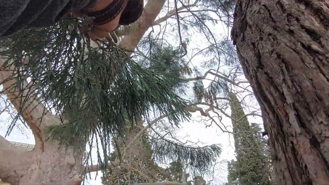 ПЛАТАН о котором мало кто знают.Он старше и больше платана с набережной.Ялта пионерский парк смотреть онлайн